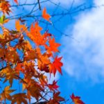 秋空の写真　フリー素　もみじブルースカイ