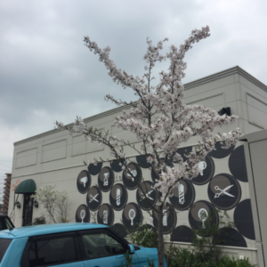 佐賀県鳥栖市　桜が咲きました　美容室　コレバ　お花見
