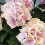 アジサイ紫陽花コレバ植物美容室癒し