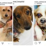 むく動物病院コレバわんちゃん里親募集