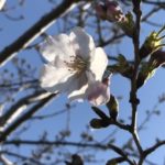 コレバ美容室桜2020元気に咲いてます