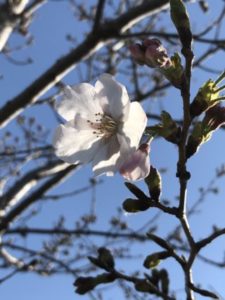 コレバ美容室桜2020元気に咲いてます